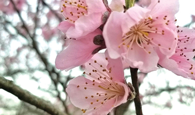 The calendar tells us when spring supposedly starts, but the weather won’t cooperate. This 10-year-old peach tree bloomed out, but now is endangered by frost.  JO HAMILTON PHOTO